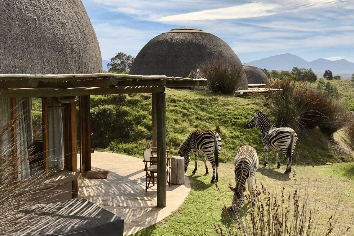 Cape Town & Safari